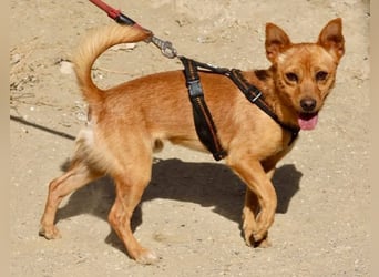 Canelo - Familiengeeignet, freundlich und zutraulich