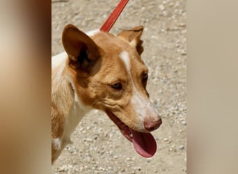 Goofy- Streichelfreund, offen und freundlich BEREITS IN DEUTSCHLAND