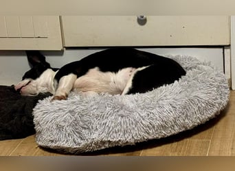 Marlo, agil, verspielt, neugierig
