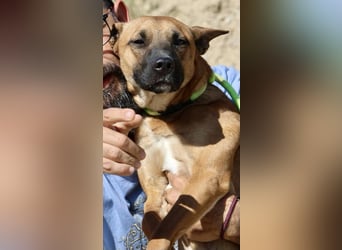 Sara - aufmerksam, verschmust und neugierig