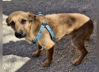 Diesel - lernwillig, freundlich und zutraulich