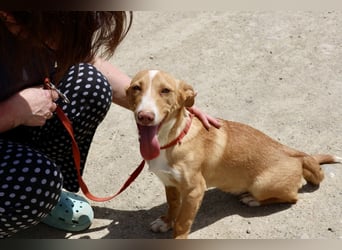 Goofy- Streichelfreund, offen und freundlich BEREITS IN DEUTSCHLAND