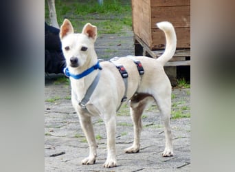 Oscar - stubenrein, brav und offen