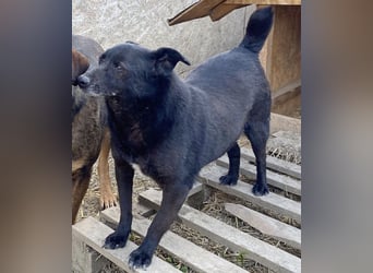 Silene - sanft und verträglich