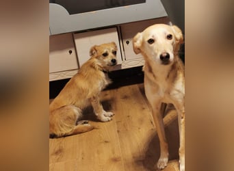 Lotte - gut verträglich - BEREITS IN DEUTSCHLAND