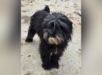 Chewbacca - verschmust und freundlich