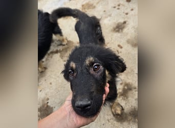 Ron - zutraulich und lernwillig