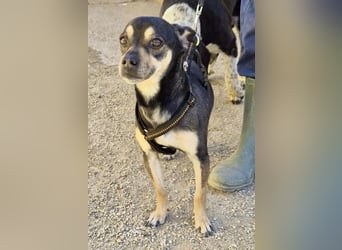 Donald - verschmust, offen und lernwillig