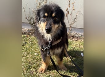 Lio - neugierg und leinenführig - BEREITS IN DEUTSCHLAND