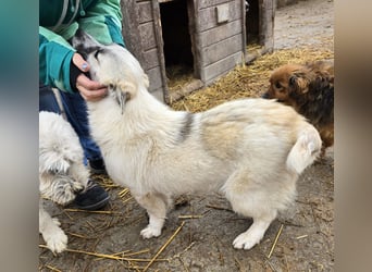 Jubata - freundlich und verschmust