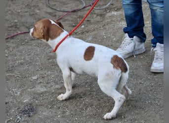 Atlas - neugierig, aufmerksam und verschmust