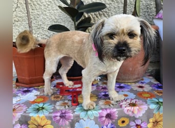 Minka - zutraulich und verschmust