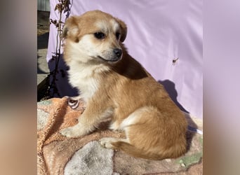 Lotte - gut verträglich - BEREITS IN DEUTSCHLAND