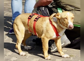 Goofy- Streichelfreund, offen und freundlich BEREITS IN DEUTSCHLAND