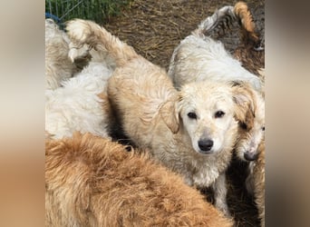 Ailo - freundlich und zurückhaltend
