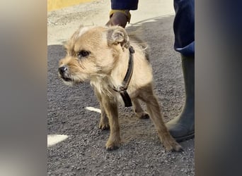 Alfie - verschmust, zutraulich und aufmerksam