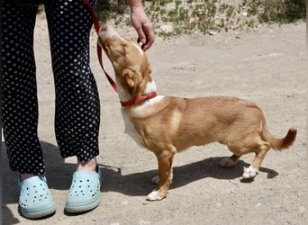 Goofy- Streichelfreund, offen und freundlich BEREITS IN DEUTSCHLAND