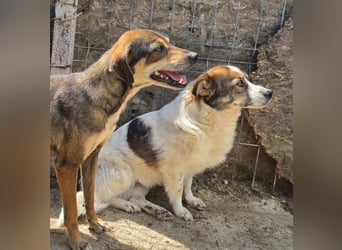 Yuma - verträglich und schüchtern