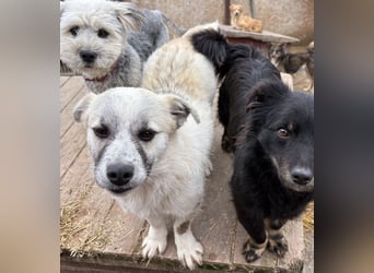 Jubata - freundlich und verschmust