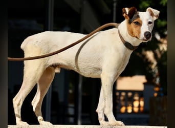 Parche - familiengeeignet, freundlich und lernwillig