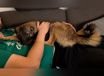 Tinka - verspielt und zutraulich - BEREITS IN DEUTSCHLAND