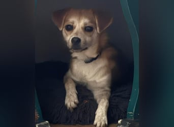 Lotte - gut verträglich - BEREITS IN DEUTSCHLAND