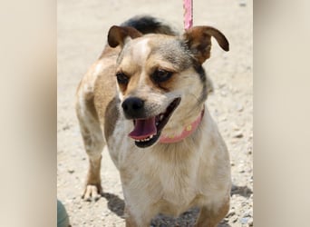 Sinatra - lässt sich gerne anfassen, neugierig und zutraulich