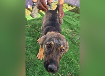 Nuri - jung und aufgeweckt