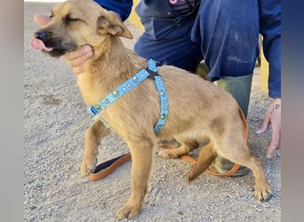 Diesel - lernwillig, freundlich und zutraulich