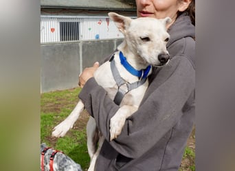 Oscar - stubenrein, brav und offen