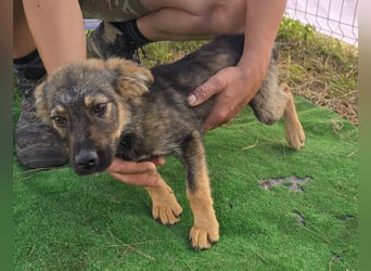 Nuri - jung und aufgeweckt