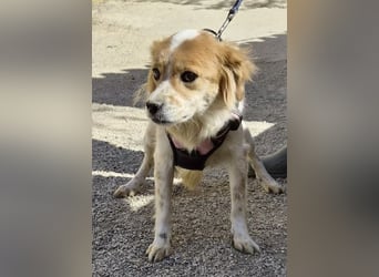 Alma - verschmust, neugierig und aufmerksam