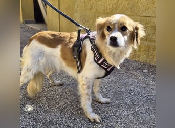 Alma - verschmust, neugierig und aufmerksam