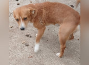 Boomer - neugierig und interessiert