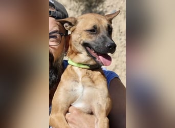 Sara - aufmerksam, verschmust und neugierig