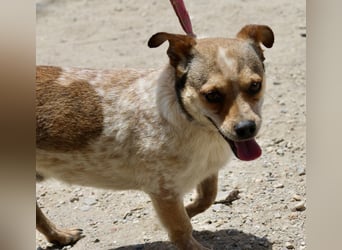 Sinatra - lässt sich gerne anfassen, neugierig und zutraulich