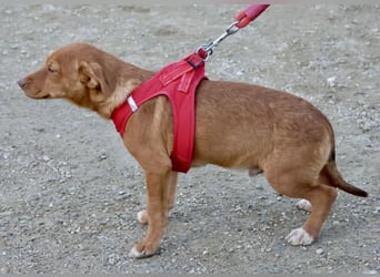 Buddy - lernwillig, freundlich und zutraulich