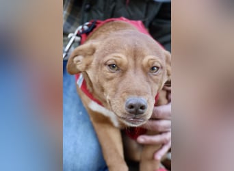 Buddy - lernwillig, freundlich und zutraulich