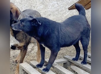 Silene - sanft und verträglich