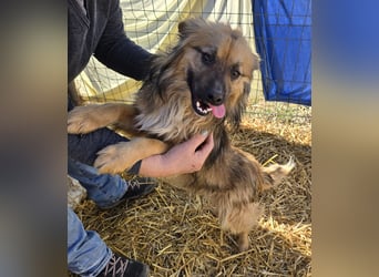 Carlo - verschmust und freundlich