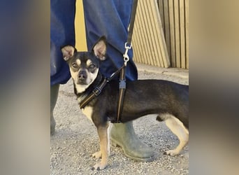 Donald - verschmust, offen und lernwillig