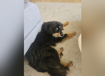 Lio - neugierg und leinenführig - BEREITS IN DEUTSCHLAND