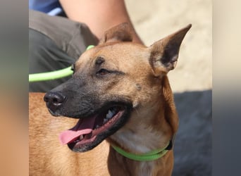 Sara - aufmerksam, verschmust und neugierig