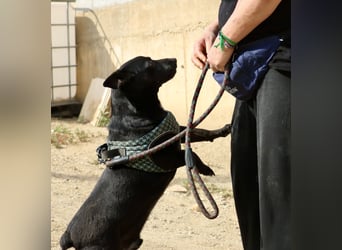 Zeus - lässt sich gerne streicheln,  neugierig und freundlich