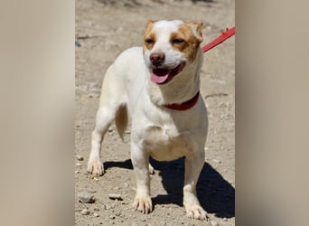 Kevin - verschmust, freundlich und aufgeweckt