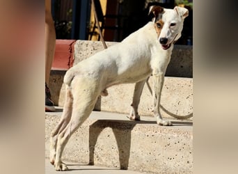 Parche - familiengeeignet, freundlich und lernwillig