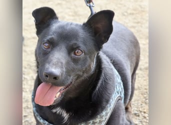 Zeus - lässt sich gerne streicheln,  neugierig und freundlich