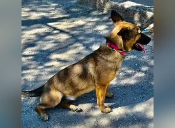 Mischa - zutraulich und neugierig