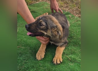 Nuri - jung und aufgeweckt