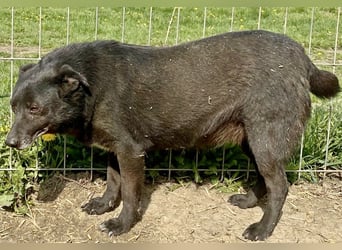 Silene - sanft und verträglich